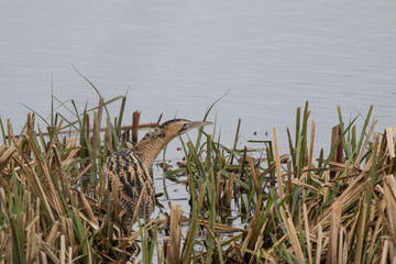 Bittern in the reeds