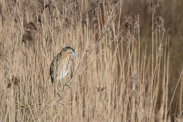 Bittern in the reeds