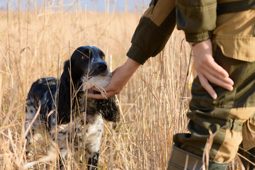 Successful hunt, female hunting dog and wounded bird are in a thickets of a high grass. The...
