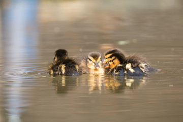 ducklings in water