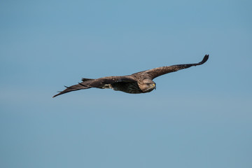 Buzzard in flight