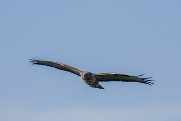 Buzzard in flight