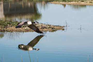 Canada goose reflected