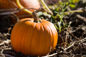 Pumpkin in a Pumpkin Patch