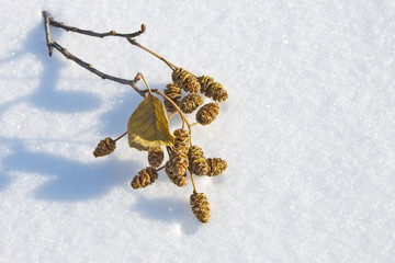 Twig of alder with cones on fresh snow in the rays of the morning sun