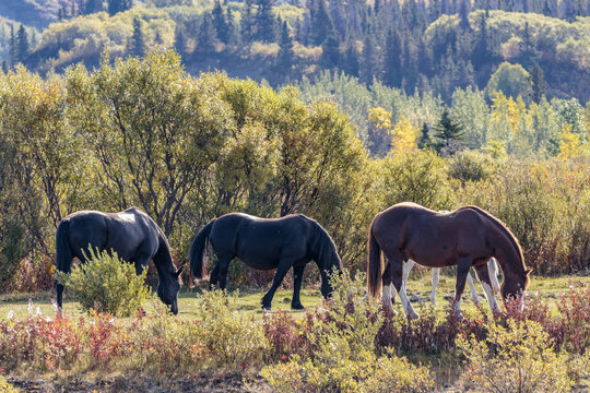 Horses in the mountain in Yukon Canada