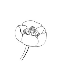 Liner  illustrations - Blooming yellow water-lily close up spatter-dock