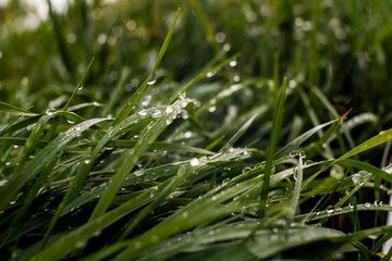 Close-up of fading grass covered with dew in the soft light of a fresh morning in early autumn.