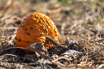 Pumpkin in a Pumpkin Patch