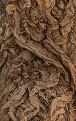 Close-up of wrinkled oak bark in soft light on the shadowed side of the tree.
