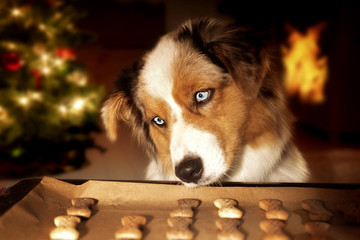 Dog; Australian Shepherd steals dog biscuits from baking tray - obrazy, fototapety, plakaty
