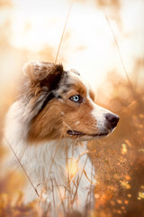 Dog, Australian Shepherd in autumn