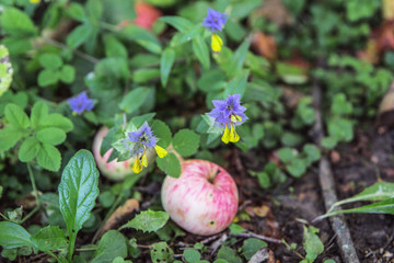 Mariannik is oak forest. Forest flowers grow over fallen ripe apples. Marianny Oakwood. 