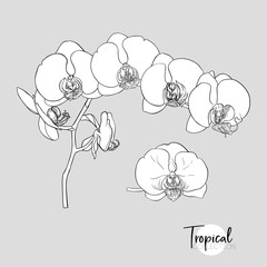 Set of elements for design with tropical plants