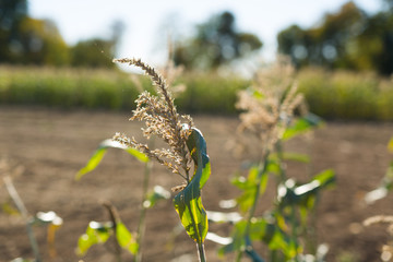 Corn Stalks on a Sunny Day in Fall
