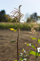 Corn Stalks on a Sunny Day in Fall