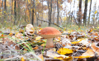 Boletus aurantiacus, aspen mushroom or red-capped scaber stalk in the forest. Gathering mushrooms. Mushroom hunting. Gathering Wild Mushrooms.