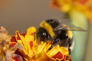 Dunkle Erdhummel © JuergenL