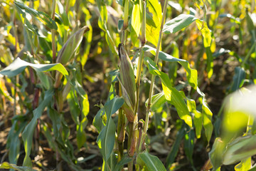 Corn Stalks on a Sunny Day in Fall