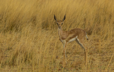 Naklejka na ściany i meble A young springbok calf hides away in the grass on the African plain image with copy space in landscape format