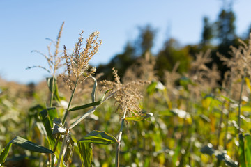 Corn Stalks on a Sunny Day in Fall