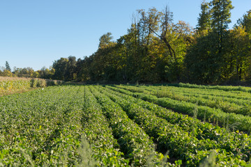 Fototapeta na wymiar Rows of Green Potato Plants