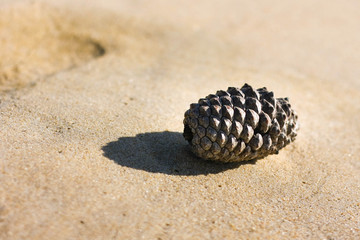 Pomme de pin sur le sable