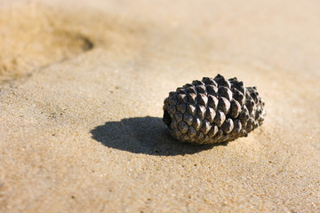 Fototapeta na wymiar Pomme de pin sur le sable