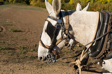 Horses Pulling a Wagon at the Pumpkin Patch