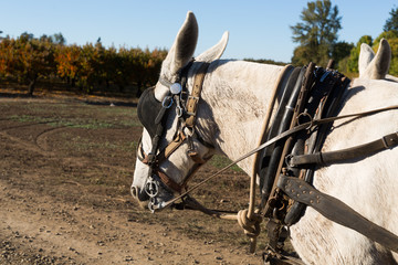 Horses Pulling a Wagon at the Pumpkin Patch