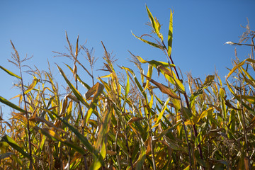 Corn Stalks on a Sunny Day in Fall