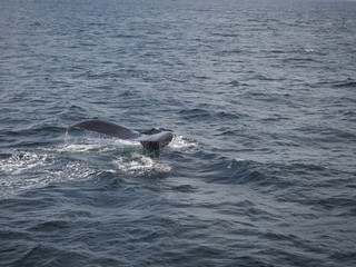 Schwanzflosse/Fluke eines Buckelwals auf der Stellwagen Bank