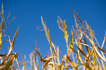 Corn Stalks on a Sunny Day in Fall