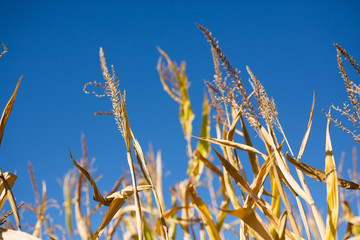 Corn Stalks on a Sunny Day in Fall
