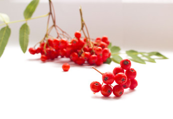 aurumn rowan branch and berries. Ripe red rowan isolated on white background