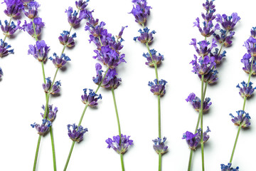 Lavender flowers on white background