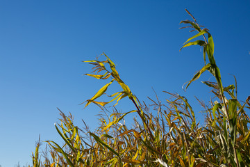 Corn Stalks on a Sunny Day in Fall