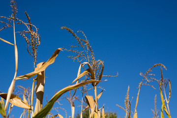 Corn Stalks on a Sunny Day in Fall