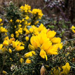 Wild Broom, St Bridgets Garden Ireland