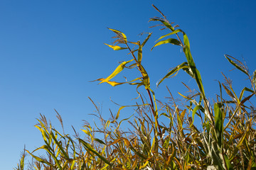 Corn Stalks on a Sunny Day in Fall
