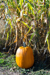 Pumpkin in a Pumpkin Patch