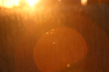 flies in the sunshine at sunset