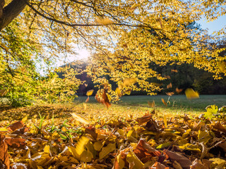Blätter fallen von einem Baum im Herbst