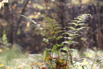 fern in forest