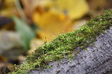 green moss on a tree