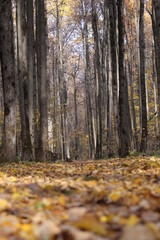 autumn in the forest