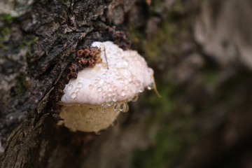 mushroom in forest