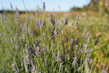 Lavender in a Field on a Sunny Day