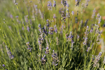 Lavender in a Field on a Sunny Day