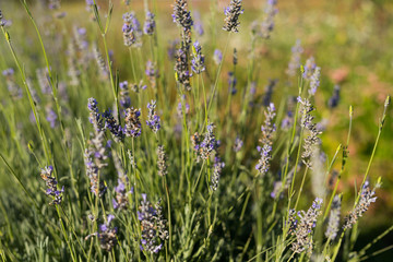 Lavender in a Field on a Sunny Day